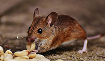 24 Hour & Emergency Exterminators in Roaring Spg, PA